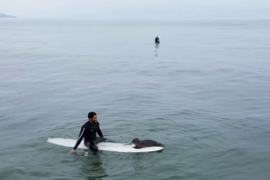 A seal pup lies at the end of a surfboard, while the older paddles in the water.