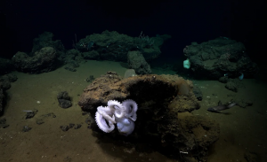 An octopus guards her eggs deep beneath the ocean surface