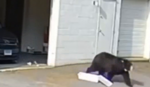 Bear Loves Delicious, Delicious Cupcakes