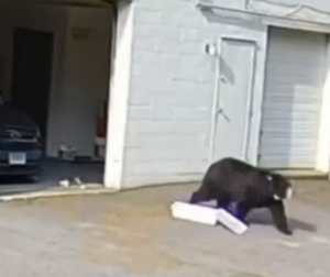 A bear drags a box of cupcakes out of a garage.