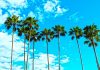 Man Surprised that Residents of Home He’s Walked Into Can See Him Florida Palm trees against a blue sky